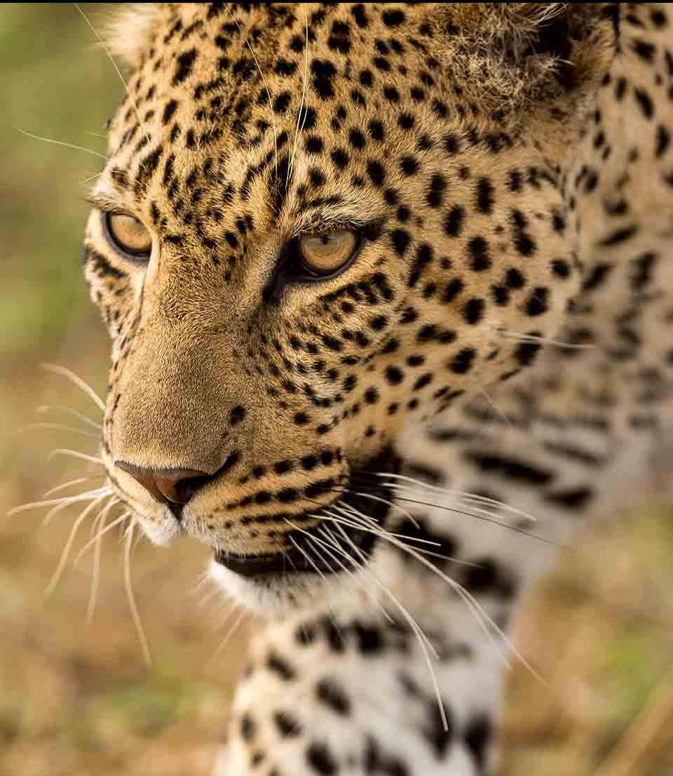 Leopard