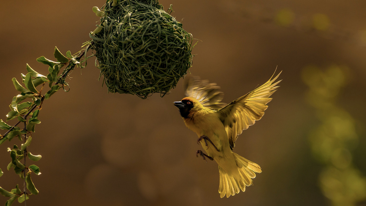 Vitelline Masked Weaver