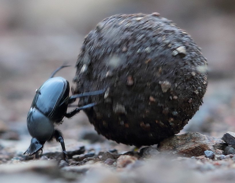 Dung Beetle