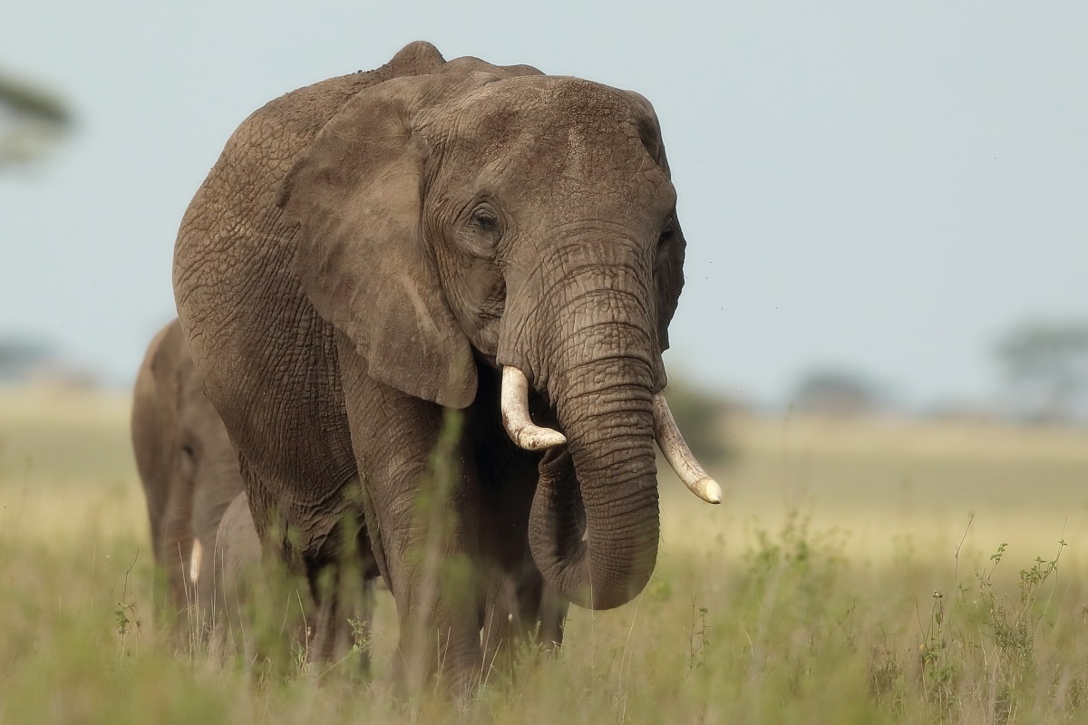 Elephant in Tarangire