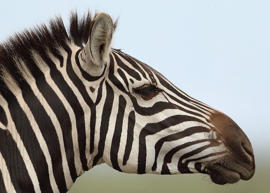 Zebra