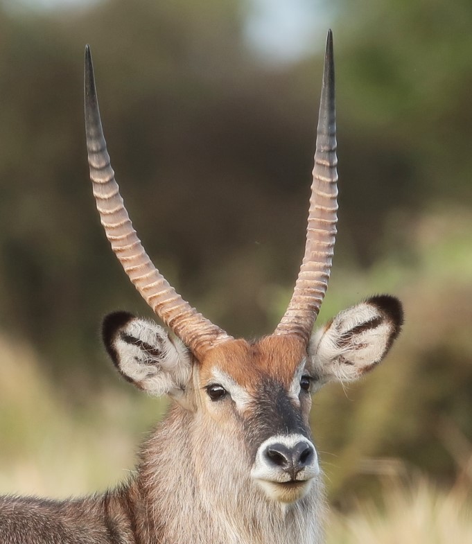 Common Waterbuck