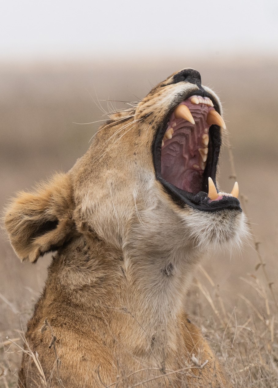 Canine Teeth