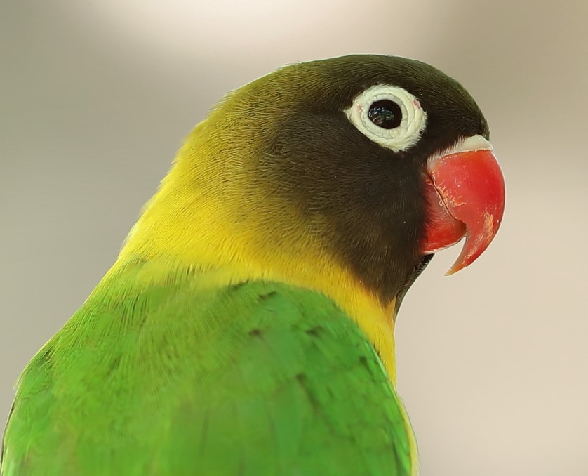 Yellow-collared Lovebird