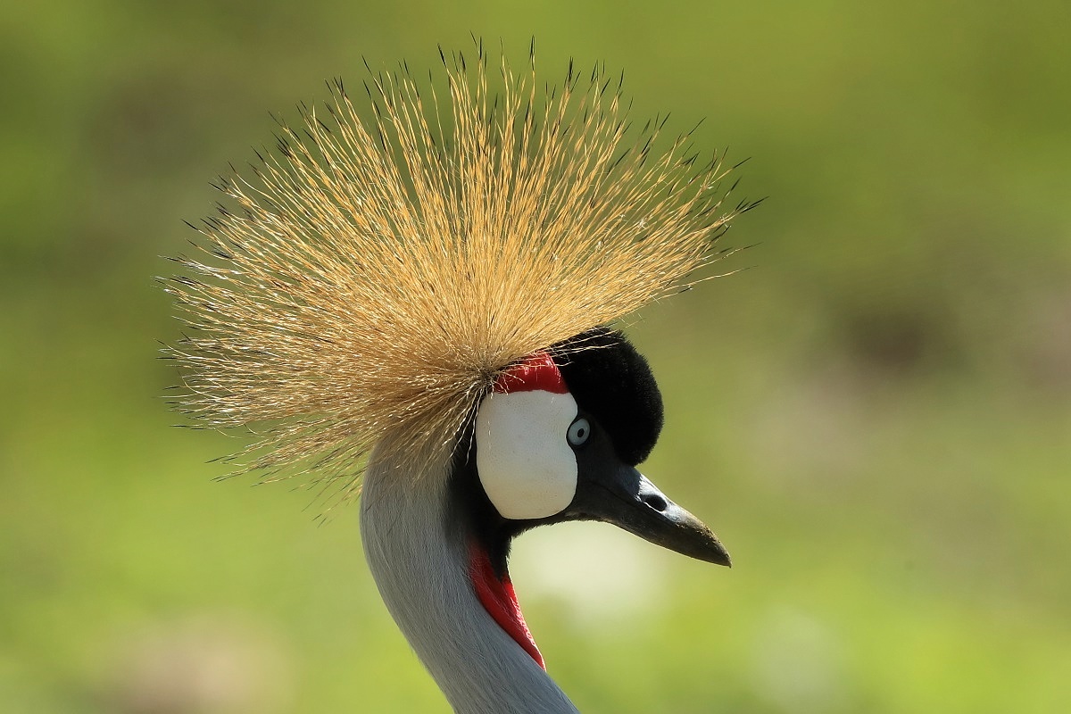 Grey Crowned Crane