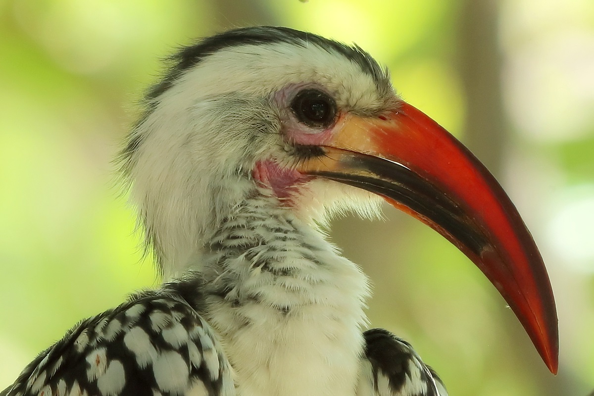 Red-billed Hornbill