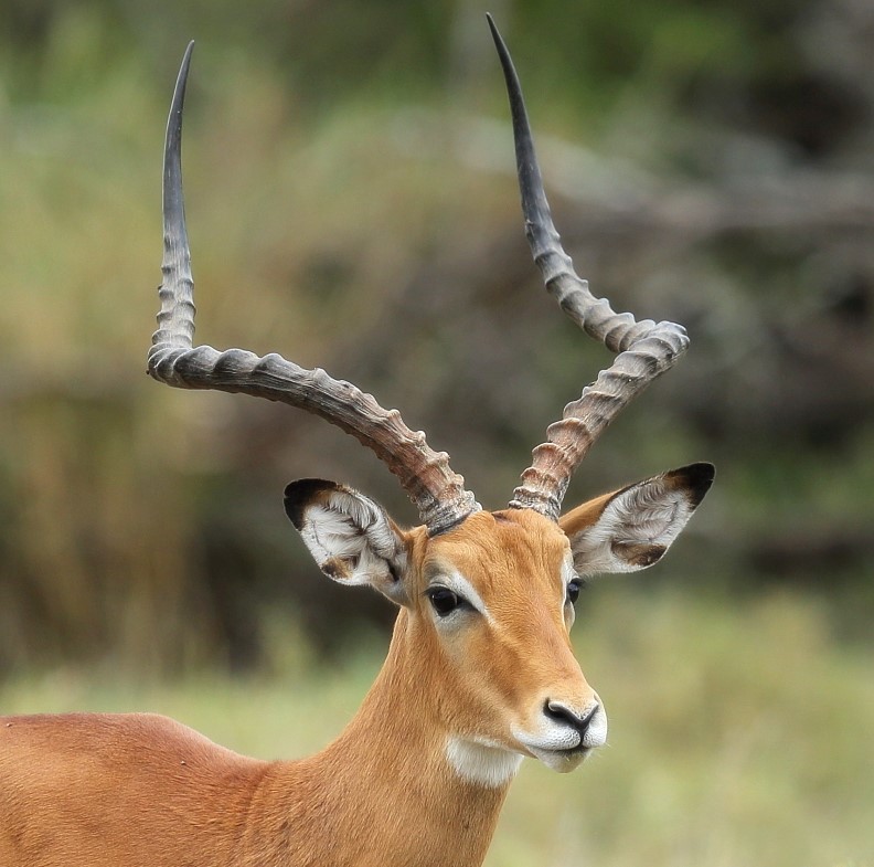 Impala