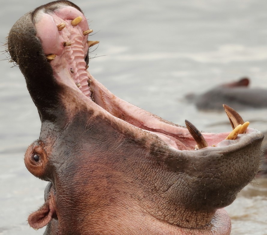 Hippopotamus