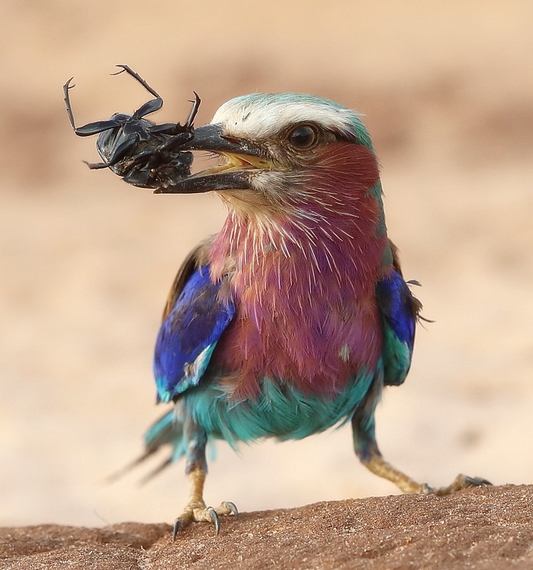 Lilac-breasted Roller