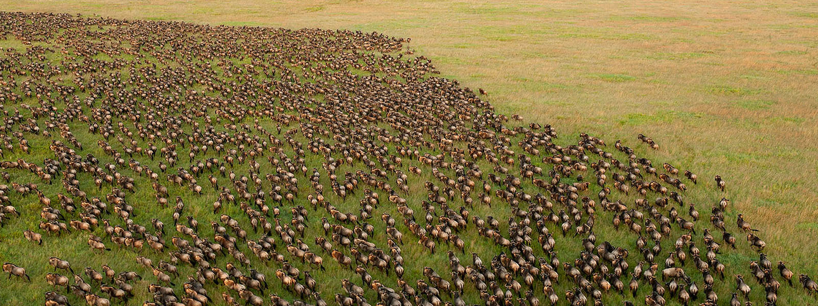 Tanzania Safari Tours