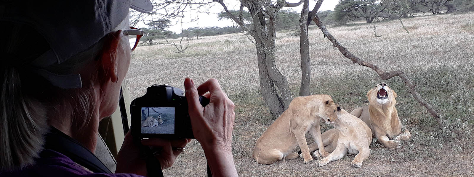 Signature Safari